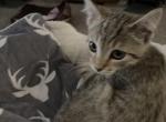 Mia - Domestic Kitten For Sale - 