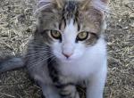 Vlad - Domestic Kitten For Sale - 