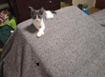 MooMoo - Domestic Kitten For Sale - 