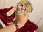 New litter2 - Scottish Fold Kitten For Sale - 