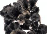 Lynxs litter - Maine Coon Kitten For Sale - PA, US