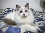 Robin - Ragdoll Kitten For Sale - 