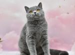 Milka1 - British Shorthair Kitten For Sale - Los Angeles, CA, US