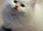 Persians - Persian Kitten For Sale - North Ridgeville, OH, US