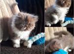 Friendly longhair exotic  persian kittens - Exotic Kitten For Sale - 