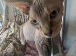 Pharaoh - Sphynx Kitten For Sale - VA, US