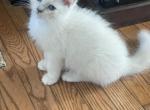 Reduced price Tica lilac male - Ragdoll Kitten For Sale - 