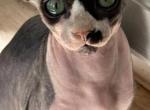 Tallulah - Sphynx Kitten For Sale - 