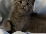 Moon - Domestic Kitten For Sale - Methuen, MA, US