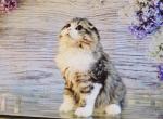 Quince BestOfTheBest - Scottish Fold Kitten For Sale - 