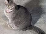 Seven - Domestic Cat For Adoption - 