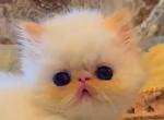 Cookie and Cash Litter - Exotic Kitten For Sale - Pompano Beach, FL, US