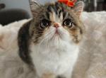 Princess Tiara - Persian Kitten For Sale - 