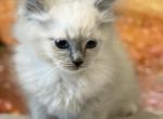 Male ragdoll purebread - Ragdoll Kitten For Sale - 