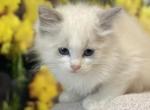 Male ragdoll purebred kitten - Ragdoll Kitten For Sale - 