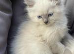 Female purebred ragdoll kitten - Ragdoll Kitten For Sale - 