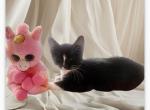 No name - Domestic Kitten For Sale - 