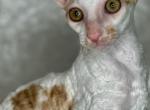 Mikki - Cornish Rex Kitten For Sale - Traverse City, MI, US