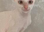 Arni - Cornish Rex Kitten For Sale - 