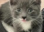 Kitten - Domestic Kitten For Sale - 