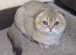 Scottish Fold boy - Scottish Fold Kitten For Sale - Federal Way, WA, US