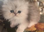 Silver Persian kittens ready in November - Persian Kitten For Sale - Houston, TX, US