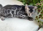 Silver Charcoal Boy - Bengal Kitten For Sale - 