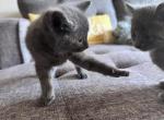 Russian Blue Baby - Russian Blue Kitten For Adoption - 