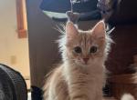 Kitty male - Siberian Kitten For Sale - Scranton, PA, US