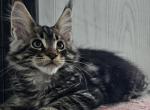 AllyCatzCoonz Female - Maine Coon Kitten For Sale - 