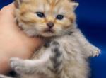 Fiona Scottish Straight - Scottish Straight Kitten For Sale - 