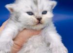 Smith Scottish Straight Male - Scottish Straight Kitten For Sale - 