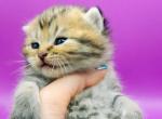 Monroe Scottish Straight Female - Scottish Straight Kitten For Sale - 