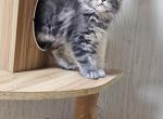 AllyCatzCoonz Female 2 - Maine Coon Kitten For Sale - 