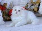 Purebred Cream bicolor Highland fold boy - Scottish Fold Kitten For Sale - Spokane, WA, US