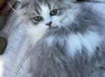 Blue bicolor Highland Food girl - Scottish Fold Kitten For Sale - Spokane, WA, US