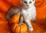 Cleo Shaded Silver Female - Maine Coon Kitten For Sale - 