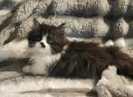 Fabio - Minuet Kitten For Sale - Salyersville, KY, US