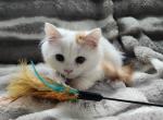 Floki - Minuet Kitten For Sale - Salyersville, KY, US