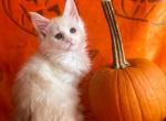 Miranda Bailey Red Smoke Female - Maine Coon Kitten For Sale - Baltimore, MD, US