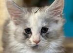 Miranda Bailey Shaded Silver Tortie Female - Maine Coon Kitten For Sale - 