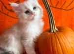 Minnie Shaded Silver Female - Maine Coon Kitten For Sale - Baltimore, MD, US