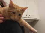 Dumpling - Domestic Cat For Adoption - 