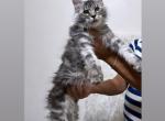 Atlas - Maine Coon Kitten For Sale - Sacramento, CA, US