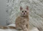 Augustus - Maine Coon Kitten For Sale - Sacramento, CA, US