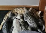 Bengal kittens - Bengal Kitten For Sale - Ada, OH, US