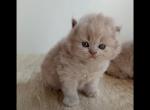 ROYAL PURE BREED BRITISH SHORTHAIR KITTENS GIRL - British Shorthair Kitten For Sale - Darien, CT, US