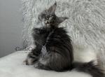 Sybil - Maine Coon Kitten For Sale - Sacramento, CA, US