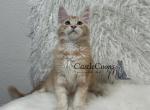 Stefan - Maine Coon Kitten For Sale - Sacramento, CA, US