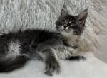 Eloise - Maine Coon Kitten For Sale - Sacramento, CA, US